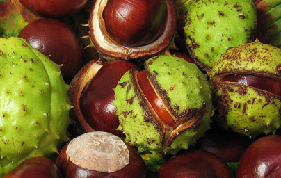 Divji kostanj (Aesculus hippocastanum) Divji kostanj (Aesculus hippocastanum)
